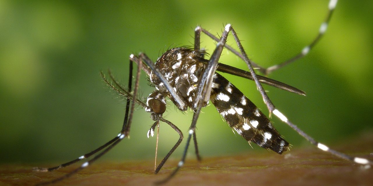DHS: Mosquitoes capable of carrying Zika found in state but chances of transmission remain low