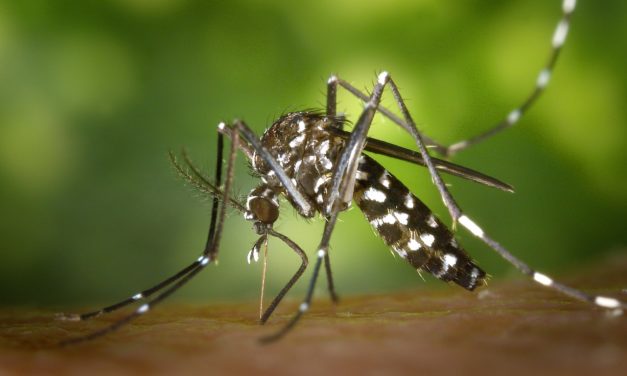DHS: Mosquitoes capable of carrying Zika found in state but chances of transmission remain low