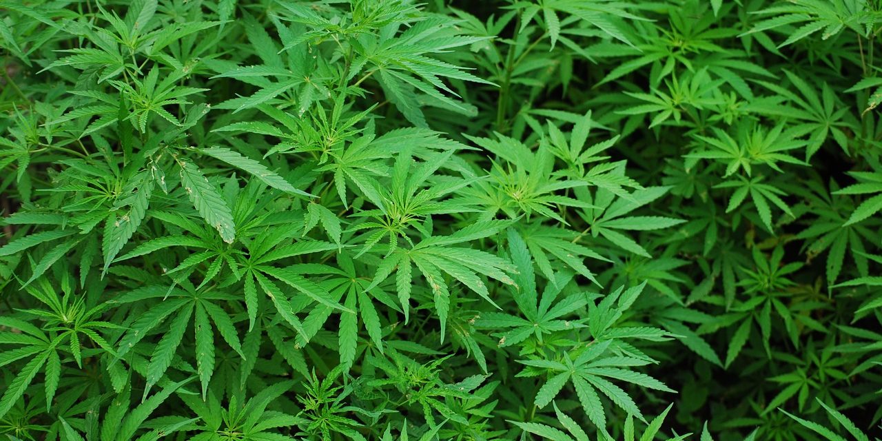 Evers proposes legalizing recreational marijuana