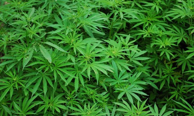 Bipartisan coalition wants to standardize marijuana fines 
